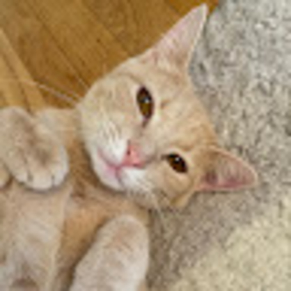 Meet your Posher, Niki